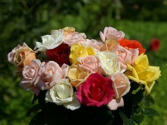 Roses Wallpaper Most Beautiful Computer