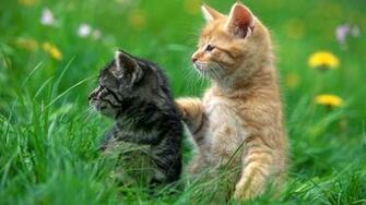 HD Cat Wallpaper