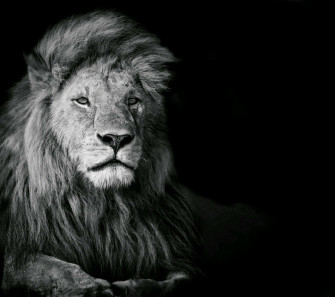 Black And White Lion Wallpaper