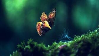 Live Butterfly Wallpaper HD Wide