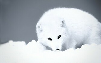 Arctic Fox Computer Wallpaper Desktop Background Id