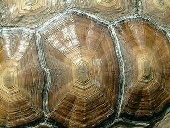 Tortoise Shell