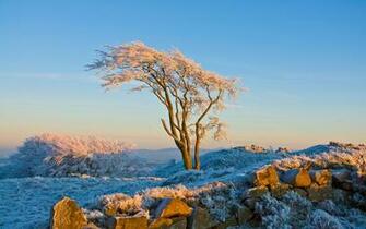 Winter B Ume Und Gras Die Sonne Warm Hintergrundbilder