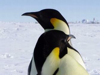 Penguins Desktop Wallpaper Weddingdressin