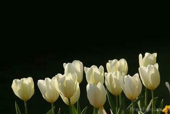 Praise And Worship Background Videos For HD Wallpaper