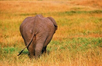 HD Desktop Wallpaper Elephant