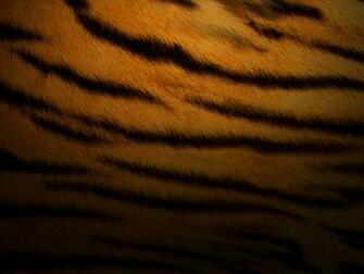 Sfondo Tigre Bianca Wallpaper Immagini Kamistad Celebrity Pictures