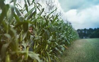 High Definition Photo Of Boy Wallpaper Summer Corn Imagebank