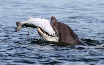 Bottlenose Dolphin Fish Salmon Fishing Wallpaper Background