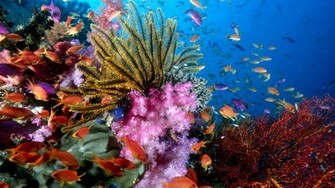 Sea Life Computer Wallpaper Desktop Background Id