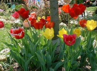 As Background Spring In Indiana