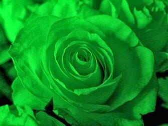 Green Roses Wallpaper Ing Gallery