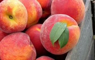 Red Peaches Wallpaper Background HD