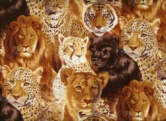 Big Cats High Quality And Resolution Wallpaper On