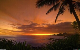 Tropical Sunset Wallpaper Open Walls