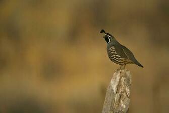 Quail Wallpaper Galleryhip The Hippest Pics