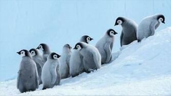 Penguin HD Wallpaper Image Stream