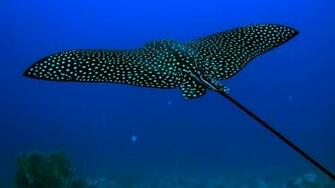 Big Catfish With White Spots HD Wallpaper