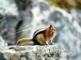 Cute Squirrel Wallpaper