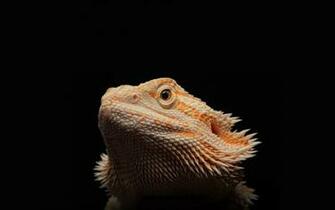 Bearded Dragon Background HD Net