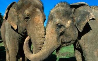 HD Elephants Wallpaper And Photos Animals