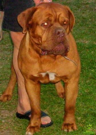 Related Pictures Pin French Mastiff Wallpaper Car