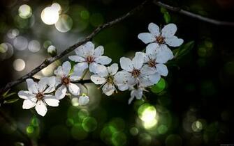HD15 Background S Fullscreen Desktop Wallpaper HD
