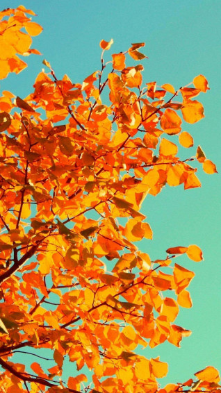 Autumn Phone Wallpaper