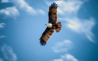 Eagle 4k HD Wallpaper Image Photos And Picture