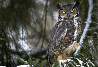 Coders Explore The Collection Birds Owls Owl