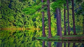 HD Wallpaper 1080p Forest Mobile