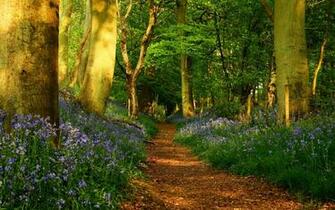 Spring Forest Desktop Wallpaper HD