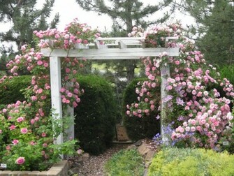 Rose Garden Wallpaper HD For Walls Mobile Phone Widescreen