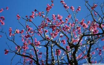Flowers Everywhere UltraHD Wallpaper Printed