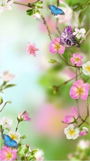 Spring Flowers Live Wallpaper