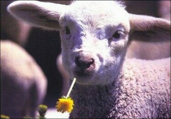 Animal Cute