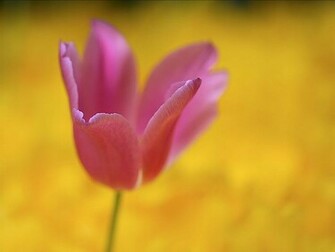 Single Flower Wallpaper