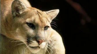 Puma Animal HD Wallpaper
