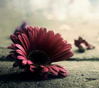 Wallpaper Phone Wall Papers Screen Savers