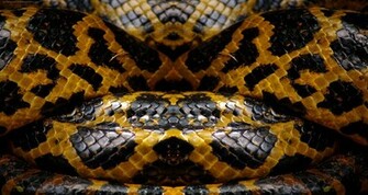 Black Snake Wallpaper All New