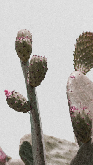 Minimalist Plant Wallpaper