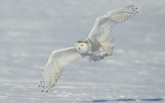 White Owl Wallpaper Desktop