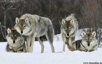 Wolf Wallpaper Black White And Grey Wolfs HD