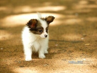 Papillon Puppy Dog Wallpaper No