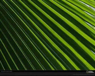 Palm Frond Pattern Picture Desktop Wallpaper