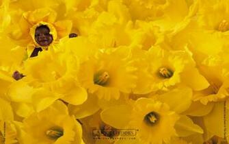 Related Pictures Anne Geddes B Fleur Wallpaper Annegeddes Jpg