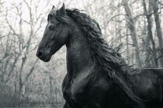 Friesian Horse Wallpaper