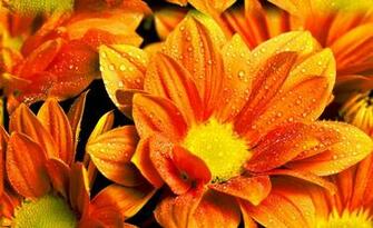 Bright Flower Wallpaper For And Other