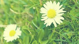 Daisy Wallpaper HD Net