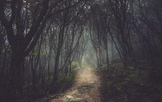 Trees Forest Path Dark Wallpaper